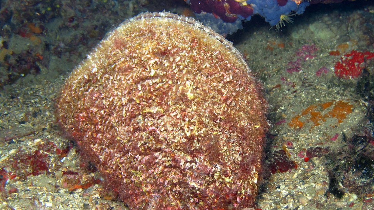 550 Nacre (Pinna nobilis).JPG - Nacre (Pinna nobilis)